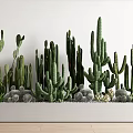 Various Green Cactus Succulent Bonsai Potted Plants In White Rectangular Planter 3d model
