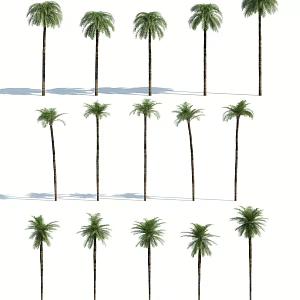 Modern Palm Tree 3d model
