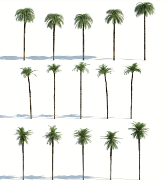 Modern Palm Tree 3d model