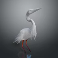 White Heron With Long Neck And Red Legs Standing On Dark Background