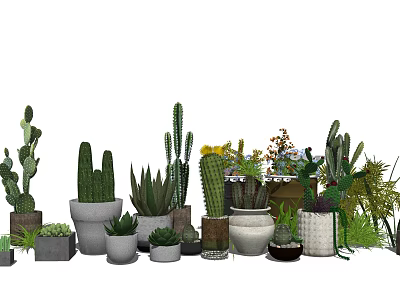 Various Potted Cacti Succulents And Green Plants In Ceramic Pots For Indoor Decoration 3d model