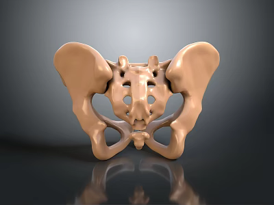 Human Pelvis Anatomical Structure 3D Rendered With Bone Details Medical Model 3d model