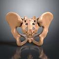 Human Pelvis Anatomical Structure 3D Rendered With Bone Details Medical Model