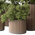 Bonsai Potted Plants with Various Green Foliage in Brown Cylindrical Pots