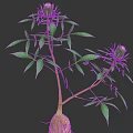 Lush Green Plant with Long Branches Fresh Leaves and Unopened Bud