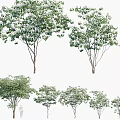 Multiple Arbor Trees With Various Postures Lush Foliage And Distinct Trunks 3d model
