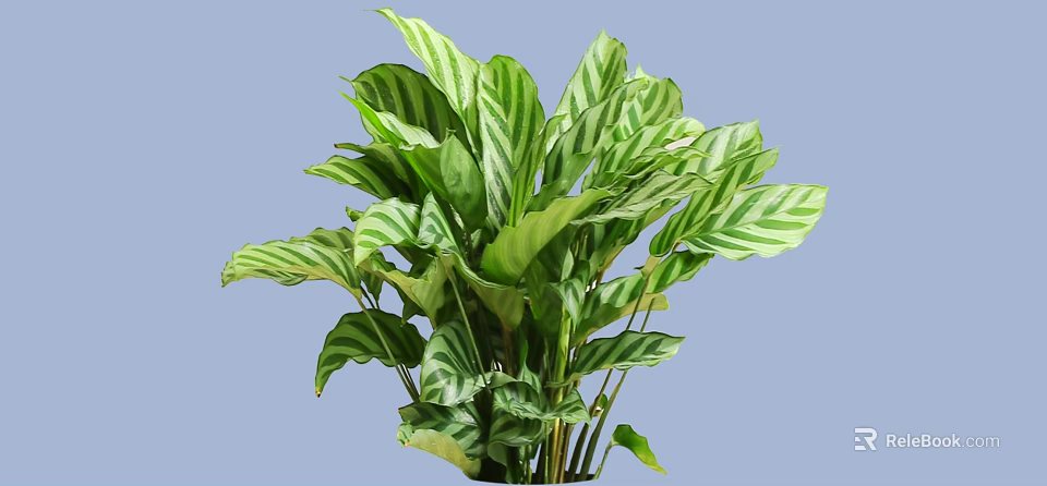 Lush Bush With Green And White Striped Leaves For Indoor Decoration 3d model 