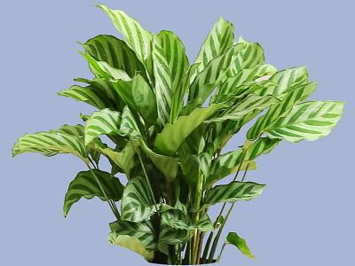Lush Bush With Green And White Striped Leaves For Indoor Decoration 3d model
