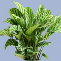 Lush Bush With Green And White Striped Leaves For Indoor Decoration
