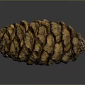Natural Brown Pine Cone With Detailed Spiral Scales On Dark Background