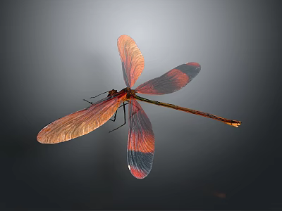 Red Dragonfly with Orange and Red Gradient Wings Flying Against Dark Background 3d model