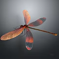 Red Dragonfly with Orange and Red Gradient Wings Flying Against Dark Background 3d model