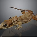 Detailed Brown Gecko With Textured Skin And Large Eyes On Black Background