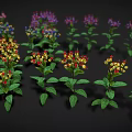 Vibrant Flowering Garden Plants with Green Leaves and White Red Clustered Flowers Against Dark Background