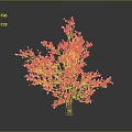 Cherry Blossom Tree With Pink Flowers On Dark Background And Reflections