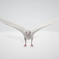 Graceful White Dove Flying with Spread Wings in Light Colored Background 3d model