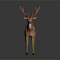Brown Deer With Large Antlers Brown Coat White Spots Standing On Dark Background With Reflection