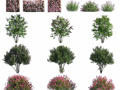 Various Colorful Shrubs With Green Pink And Purple Foliage For Garden Landscaping 3d model