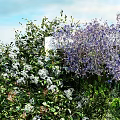 Vertical Garden with Lush Green Plants Purple White Flowers and Decorative Pebble Border