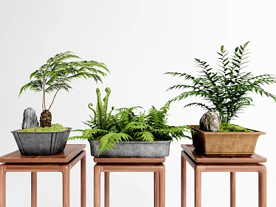 Bonsai Potted Plants With Various Green Foliage On Wooden Stands And Stone Decorations 3d model