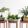 Bonsai Potted Plants With Various Green Foliage On Wooden Stands And Stone Decorations