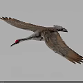 Flying Crane With Red Crown And Grey Brown Feathers In Gradient Grey To Dark Background