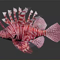 Vibrant Red And White Striped Lionfish With Elongated Fins Against Dark Background