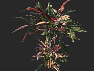 Indoor Foliage Plant Featuring Green And Red Variegated Leaves With Diverse Shapes 3d model