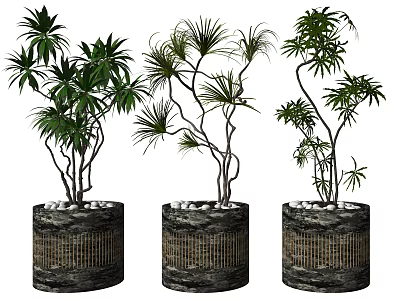 Three Bonsai Potted Plants With Lush Green Foliage In Cylindrical Woven Textured Pots 3d model