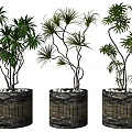 Three Bonsai Potted Plants With Lush Green Foliage In Cylindrical Woven Textured Pots