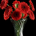 Beautiful Red Gerbera Daisies Arranged in Transparent Glass Vase Against Black Background