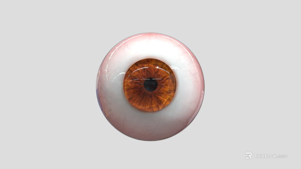 High Quality Ophthalmic Medical Device Artificial Eye Model for Surgical Training 3d model 