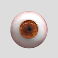 High Quality Ophthalmic Medical Device Artificial Eye Model for Surgical Training