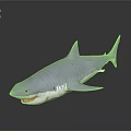 Realistic Gray Great White Shark Model Featuring Sharp Teeth On Black Reflective Background