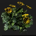 Blooming Yellow Flowers With Lush Green Leaves In Decorative Potted Plant
