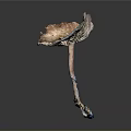 Fresh Edible Mushroom With Unique Cap Shape And Natural Textured Stem