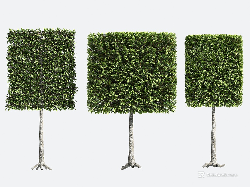 Three Square Shaped Arbor Trees Pruned With Lush Green Foliage And Sturdy Trunks 3d model 