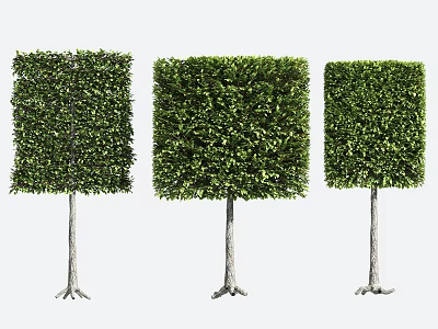 Three Square Shaped Arbor Trees Pruned With Lush Green Foliage And Sturdy Trunks 3d model Three Square Shaped Arbor Trees Pruned With Lush Green Foliage And Sturdy Trunks 3d model