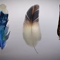 Feather Decorative Ornament Set With Brown Beige And Blue Watercolor Designs For Home Decor