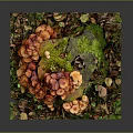 Orange Mushrooms Growing On Tree Stump With Green Moss Dry Leaves And Green Plants