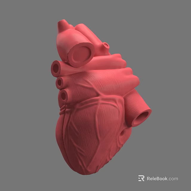 Red Human Heart 3D Rendered Model Displaying Chest Organ Anatomical Details 3d model 