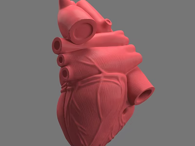 Red Human Heart 3D Rendered Model Displaying Chest Organ Anatomical Details 3d model