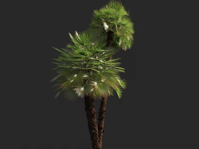 Two Green Palm Trees With Lush Fronds And Brown Trunks In Dark Setting 3d model