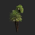 Two Green Palm Trees With Lush Fronds And Brown Trunks In Dark Setting