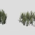 Green Herbaceous Grass Plants With Lush Various Heights In Natural Growth On White Background