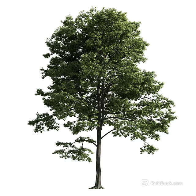 Tall Arbor With Lush Green Foliage Strong Trunk And Healthy Branches 3d model 
