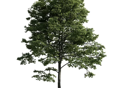 Tall Arbor With Lush Green Foliage Strong Trunk And Healthy Branches 3d model
