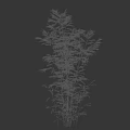 Green Bamboo Plants Near Woman Silhouette In Simple White Scene