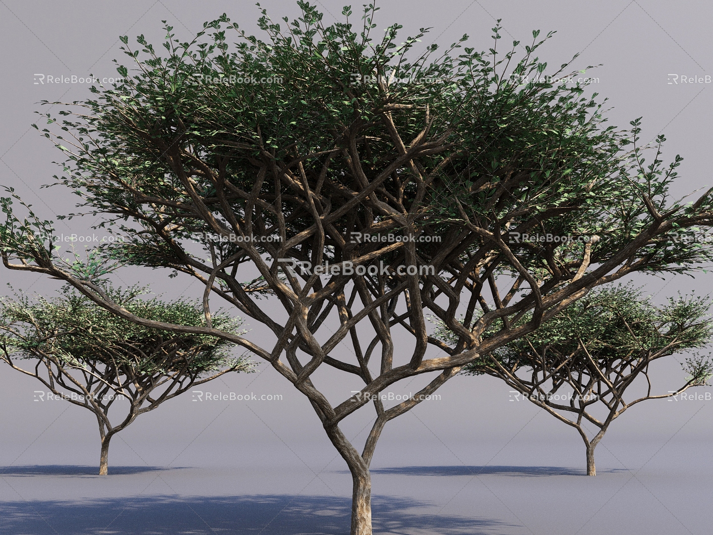 umbrella thorn acacia tree umbrella thorn tree tree landscape big tree courtyard big tree 3d model