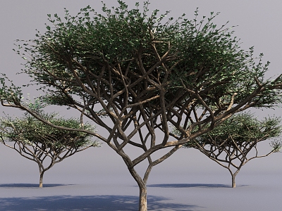 umbrella thorn acacia tree umbrella thorn tree landscape big tree courtyard big tree 3d model